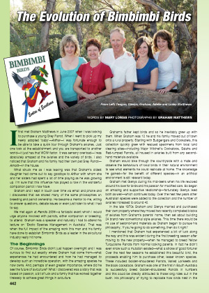 The Evolution of Bimbimbi Birds